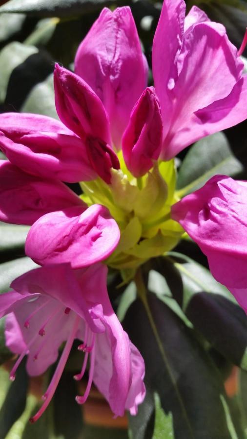 Ferienwohnung Mit Kleinem Garten Sonnenbuhl Ngoại thất bức ảnh